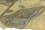 Ordovician Fossil Crinoid Plate - Marzane, Morocco #290273-2